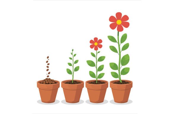 Vector Art of the Life Cycle of a Flower: A Versatile Design Resource